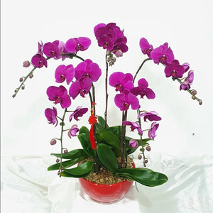 Table Arrangement CNY - Phalaenopsis