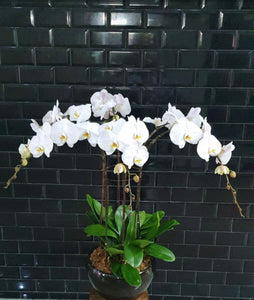 Phalanenopsis Series - White